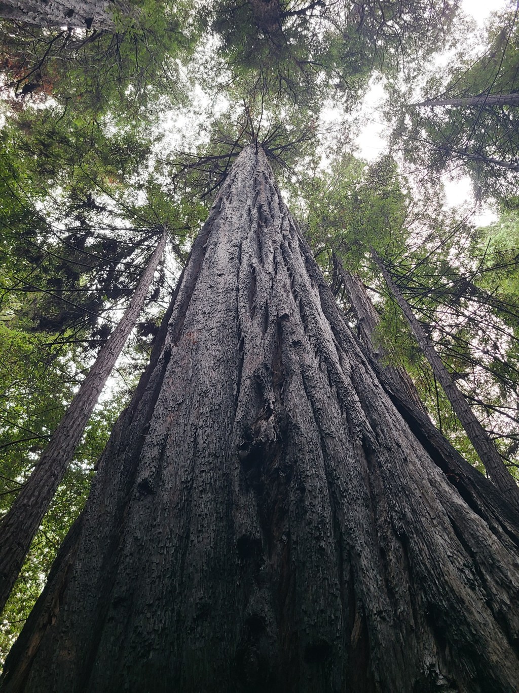 Northern California 11/6&nbsp;(10)